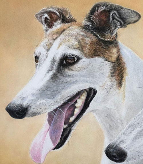 Greyhounds Pet Portrait